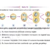 7siniffenbilimlericeptest1